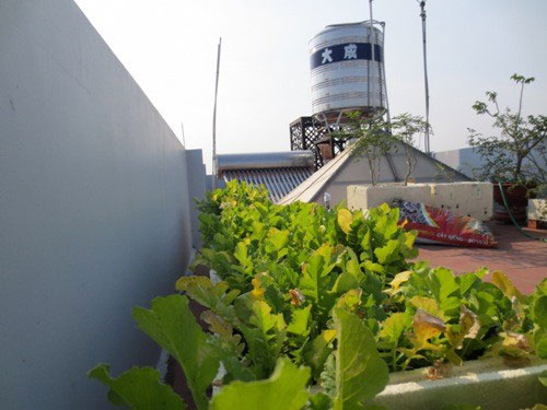 Khu vực sân thượng có khoảng không gian rộng để trồng rau xanh sạch