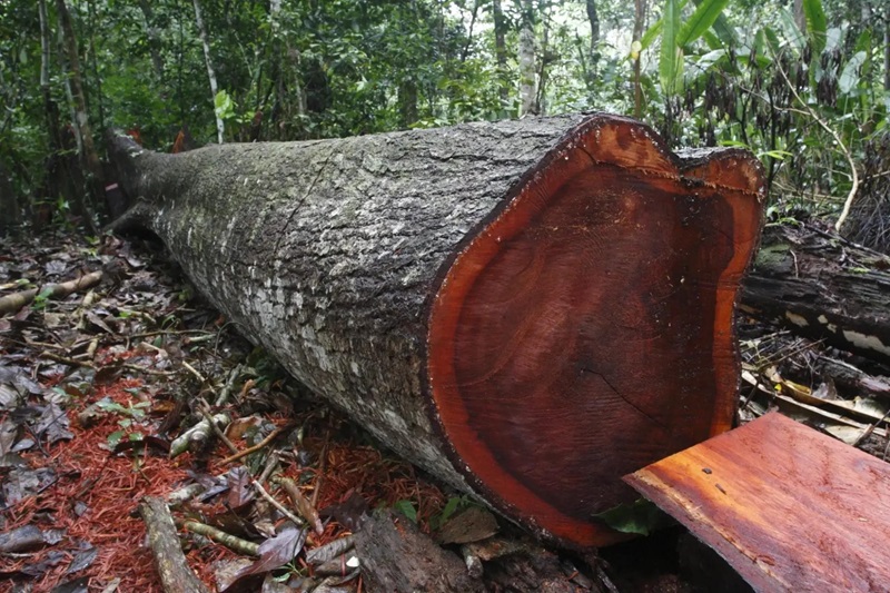 gỗ lim tự nhiên