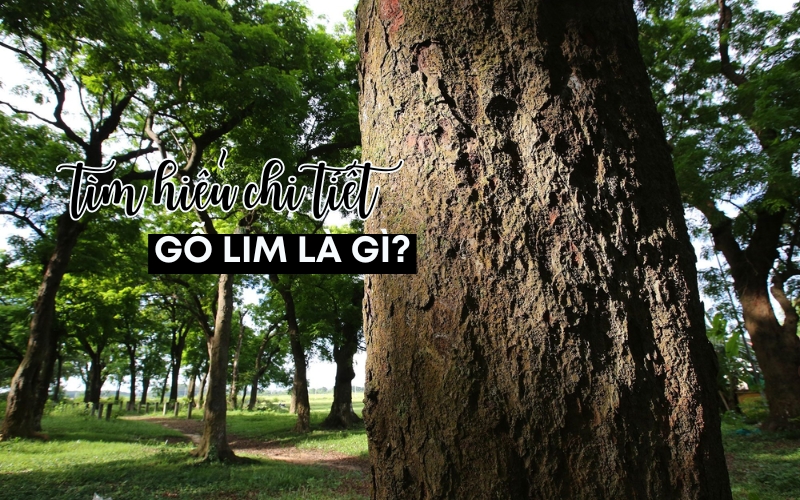 gỗ lim là gì