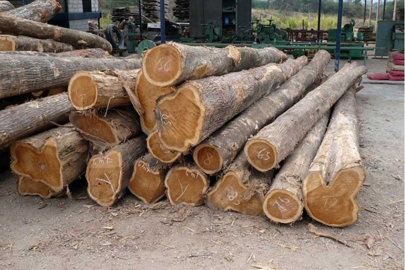 gỗ xoan đào