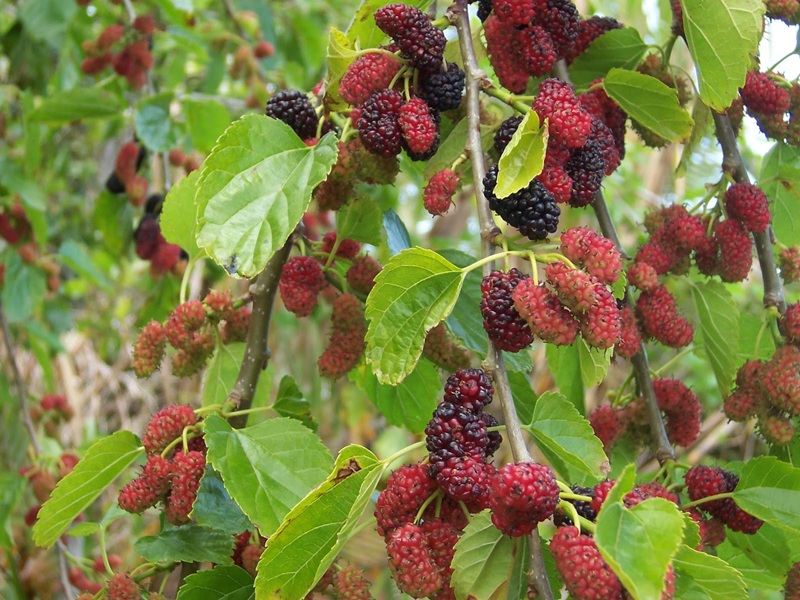biểu tượng của sự thanh lọc