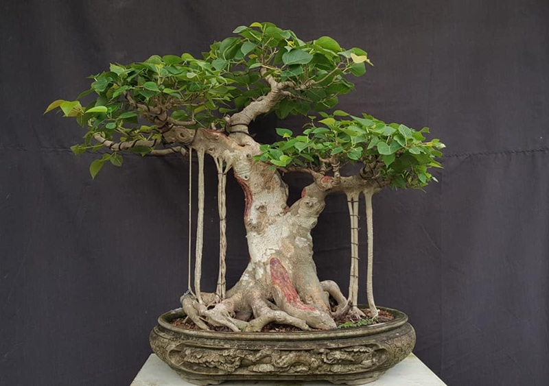 cây bồ đề
