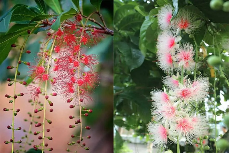 cây lộc vừng