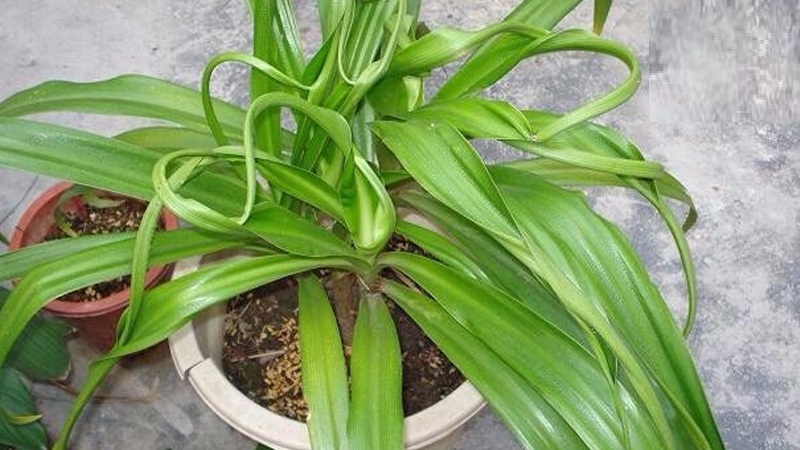 cây ngải là gì