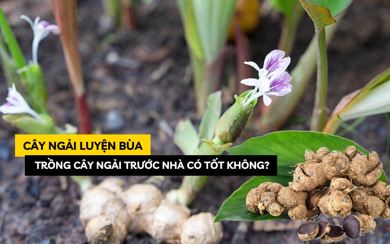 cây ngải luyện bùa