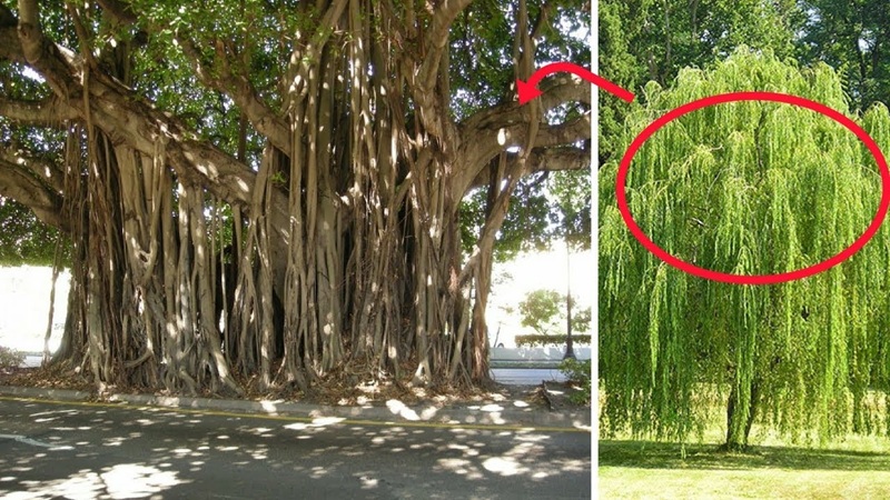 cây tán rộng