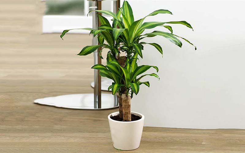 cây thiết mộc lan