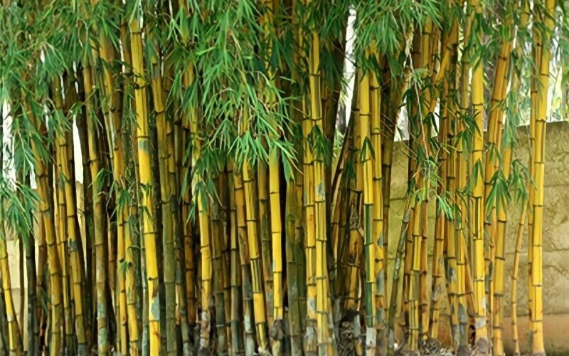 cây trúc