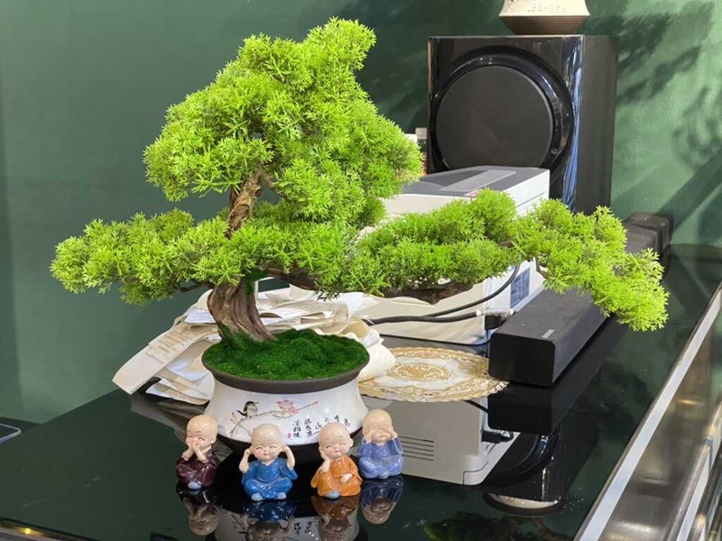 cây tùng phong thủy