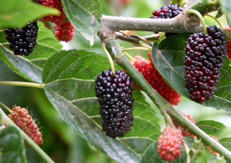 dâu tằm trấn trạch
