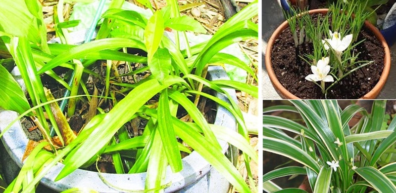 giới thiệu cây ngải