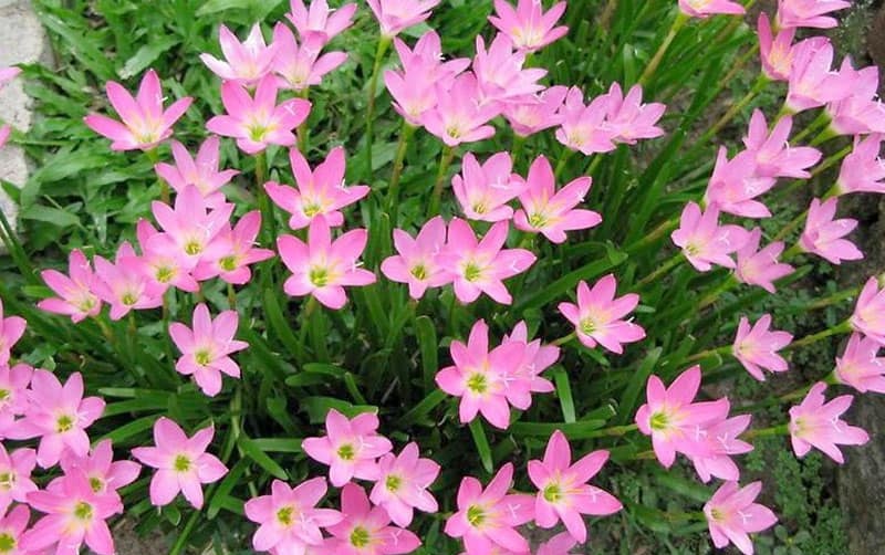 luyện ngải cầu tài