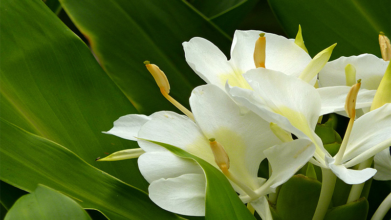 phòng tránh cây ngải