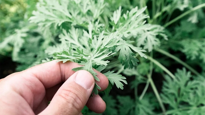 trồng ngải trước nhà có tốt không