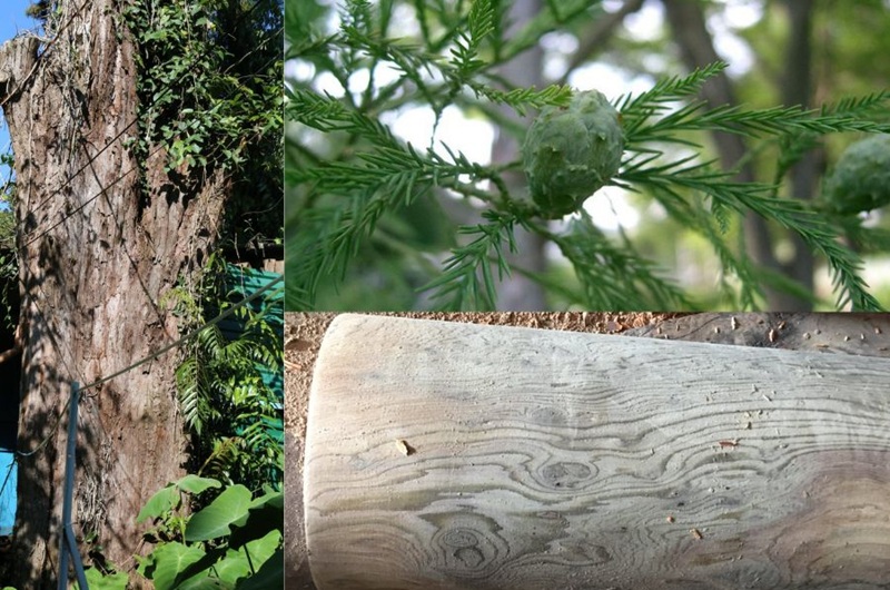 đặc điểm của gỗ thủy tùng