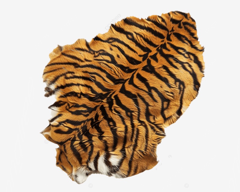 bùa da hổ có linh nghiệm không