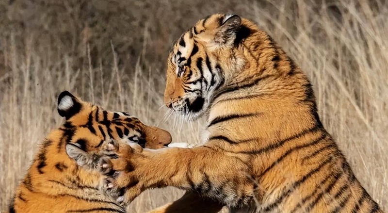 Bùa hổ vẽ thủ công hoặc in họa tiết hổ