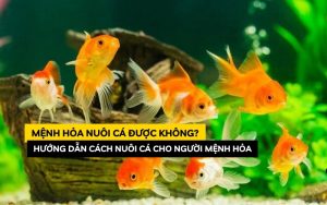 mệnh hỏa nuôi cá được không