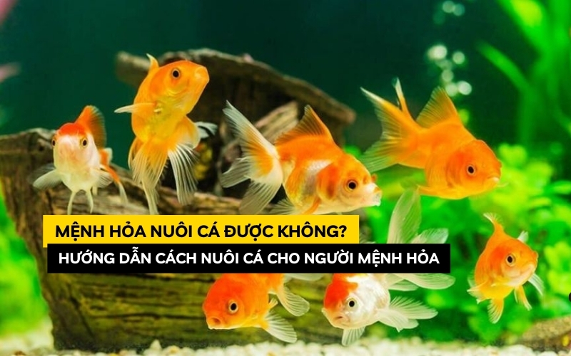 mệnh hỏa nuôi cá được không